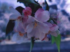 -海棠花溪(元大都城垣遗址公园)