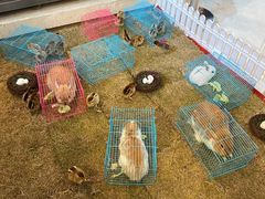 -舟山希尔顿酒店·開自助餐厅