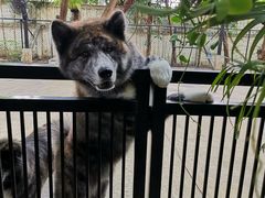 -TrueLove @ Neverland (Husky Cafe)