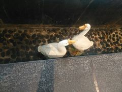 -眉州东坡(通州店)