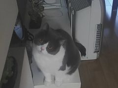 -欣宠猫屋·矮脚拿破仑·蓝金金渐层