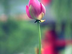 -四川大学(华西校区)