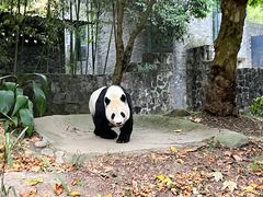 -都江堰中华大熊猫苑
