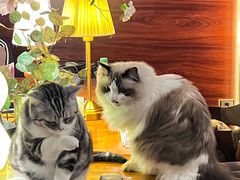 -咖法森林·咖啡  酒吧(天河店)