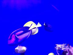 -迪拜水族馆及水下动物园