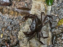 -海南热带雨林国家公园吊罗山景区
