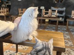 -猫猫幼稚园·撸猫·桌游·电玩