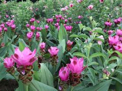 -松山湖梦幻百花洲