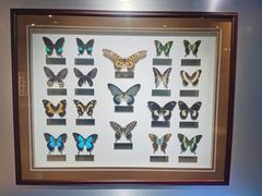 -上海昆虫博物馆