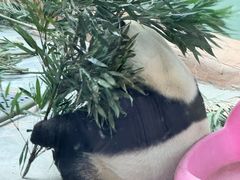 -青藏高原野生动物园