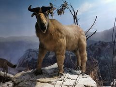 -陕西自然博物馆