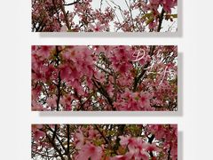 -天适樱花悠乐园