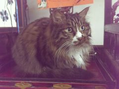 android_upload_pic-Anne猫窝咖啡屋