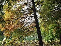 -洛阳市隋唐城遗址植物园