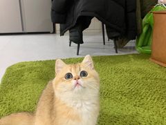 -东方名猫馆·英短金渐层布偶猫舍(环线广场1号楼店)