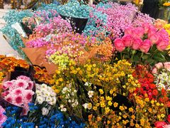 -曲阳花鸟市场(曲阳路店)