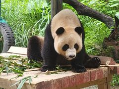 -广州长隆野生动物世界