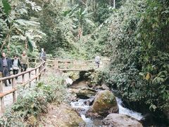 -莫里热带雨林景区