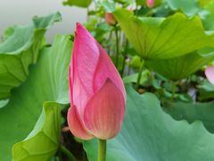 -莲花池公园