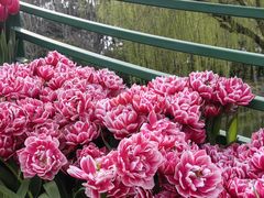-上海鲜花港