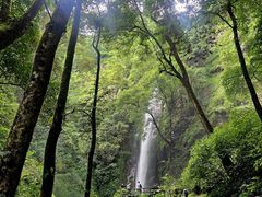 -莫里热带雨林景区