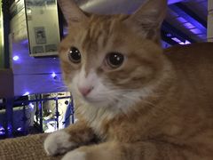 -Sirena海妖日咖夜酒