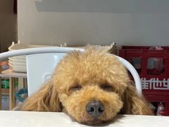 -安安宠物医院(情缘分院)