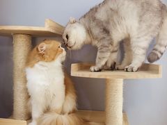 -喵的天空名猫咖啡馆·撸猫·猫舍·用品