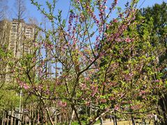 -新虹桥中心花园