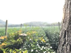 -中国茶叶博物馆(双峰馆区)