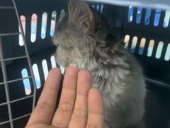 -嘉馨宠物医院·CT影像转诊·心脏科·犬猫全科诊疗中心(下沙大学城院区)