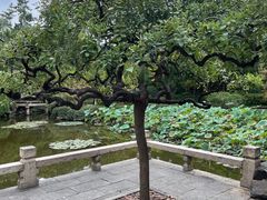 -秋霞圃