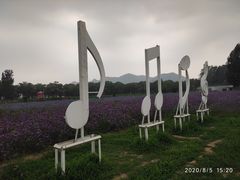 -北京东方普罗旺斯薰衣草庄园