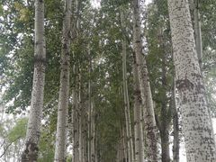 -东郊湿地公园