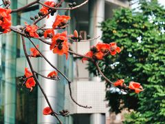 -深圳国际园林花卉博览园