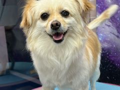 -FAELING PETS美天灵宠物(富力广场店)
