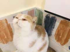 -滚猫咖啡·猫咖·猫友好撸猫(未来城店)