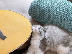-猫大福·Fortune Cat猫舍(百子湾店)