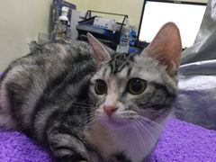 -宠物星动物医院·眼科·异宠·猫科(江南大道总院)