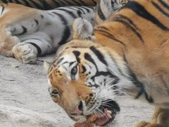 -上海野生动物园老虎餐厅