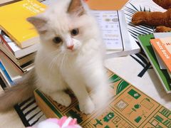 -东方名猫馆·英短金渐层布偶猫舍(环线广场1号楼店)