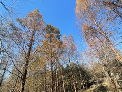 -白水寺森林公园