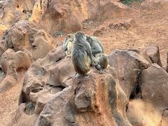 -昆明动物园