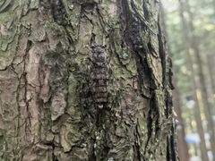 -重庆睡佛山森林公园