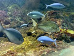 -凯莉-塔尔敦海洋生物水族馆