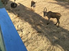 -泉州海丝野生动物世界