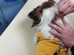 -顺强宠物诊所·狂犬免疫·夜诊·骨科(嘉定店)