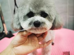 -宠福鑫康馨动物医院·骨科·眼科