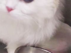 -艾吉宠物医院·疑难杂症转诊中心·猫友好(碧江路院)