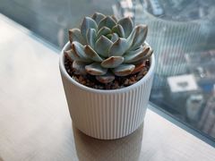 -上海明天广场JW万豪酒店